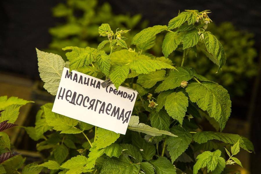 Если следовать всем советам, красота и польза будут недосягаемыми!